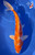 12" Hariwake Koi #K12716(M15)