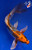 8.5" Kujaku Butterfly Koi #K12717(M15)