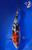 11" Doitsu Sanke Koi #K12729(M15)