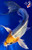 9" Kujaku Butterfly Koi #K12738(M15)