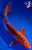 12" Aka Shusui Butterfly Koi #K12739(M15)