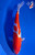 9" Goshiki Koi #K12740(M15)