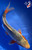 9.5" Asagi Koi #K12748(M15)