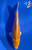 8" Gin Rin Yamabuki Ogon Koi #K12754(M15)