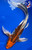 12" Kujaku Butterfly Koi #J3132(X1)