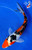 7.5" Doitsu Sanke Koi #J31334(X25)
