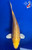 8" Gin Rin Yamabuki Ogon Koi #J31338(X26)