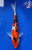 7" Doitsu Sanke Koi #J31339(X26)