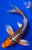7" Kin Shusui Butterfly Koi #J3193(S5)