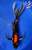 11" Hi Utsuri Butterfly Koi #J32715(S5)