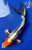 8" Beni Kikokuryu Butterfly Koi #J32726(S6)