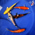 (5) 6" Koi Pond Pack #J32730(X44)