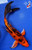 8" Hikari Utsuri Butterfly Koi #J32737(X41)