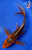 10" Midnight Shusui Butterfly Koi #J32744(X41)