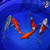 (5) 8-10" Koi Pond Pack #L4611(X3)