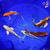(5) 7-8" Butterfly Koi Pond Pack #L4619(X22)