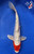 8.5" “Bandit” Doitsu Yamato Nishiki Koi #J4932(S6)