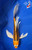 8" "Aurora" Kujaku Butterfly Koi #J4939(S6)
