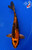 6.5" Kin Ki Utsuri Koi #J4161(K2)