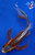 6.5" "Skye" Shusui Butterfly Koi #J4162(K2)