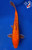5.5" "Ember" Gin Rin Benigoi Koi #J4165(K2)