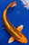 9" "Lava" Kin Matsuba Koi #J41656(P12)
