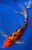 10" Doitsu Hi Bekko Butterfly Koi #J41660(S6)