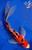 11" "Scarlet" Sanke Butterfly Koi #J41668(S5)