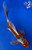 6" "Kaida" Shusui Butterfly Koi #J4173(H1)