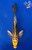 6" "Ryker" Kin Kikokuryu Butterfly Koi #J4177(H8)