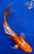 5.5" "Citrine" Doitsu Hariwake Butterfly Koi #J4178(H8)