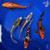 (5) 7-8" Koi "Premier Collection" Pond Pack #J4231(F1)