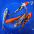(5) 6-8" Koi "Blue Zen Collection" Pond Pack #J4237(F6)