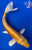9" "Buttercup" Doitsu Yamabuki Ogon Koi #J42345(X46)