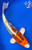 7" "Phoenix" Kujaku Koi #J42347(X46)