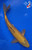 8" "Maple" Chagoi Koi #J42329(X50)