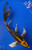 8.5" "Alloy" Matsuba Butterfly Koi #J42330(X50)