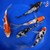 (5) 6-7" Gosanke Koi Grand Reserve #J4239(F9)