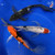 (3) 8" Butterfly Koi "Harmony Trio" #J42310(F10)