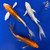 (3) 7-8" Butterfly Koi "Metallic Harmony Trio" #J42311(F11)