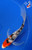6" "Scarlet" Sanke Butterfly Koi #J42341(G3)