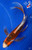 6" "Cinnamon" Shusui Butterfly Koi #J42342(G3)