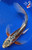 10" "River" Shusui Butterfly Koi #J526(Q1)