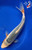 9.5" "Storm" Asagi Koi #J528(Q1)