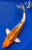 9" "Tiger Lily" Kujaku Koi #J5219(Q1)