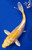 6.5" "Limon" Lemon Hariwake Koi #J5220(P7)