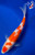 8" "Cherry Blossom" Maruten Kohaku Koi #J5226(Q1)
