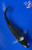 7" "Phantom" Shiro Utsuri Koi #J5235(P13)