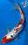 11.5" "Patches" Doitsu Sanke Koi #J574(Q3)