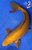 9.5" "Teddy" Chagoi Koi #J581(Q4)